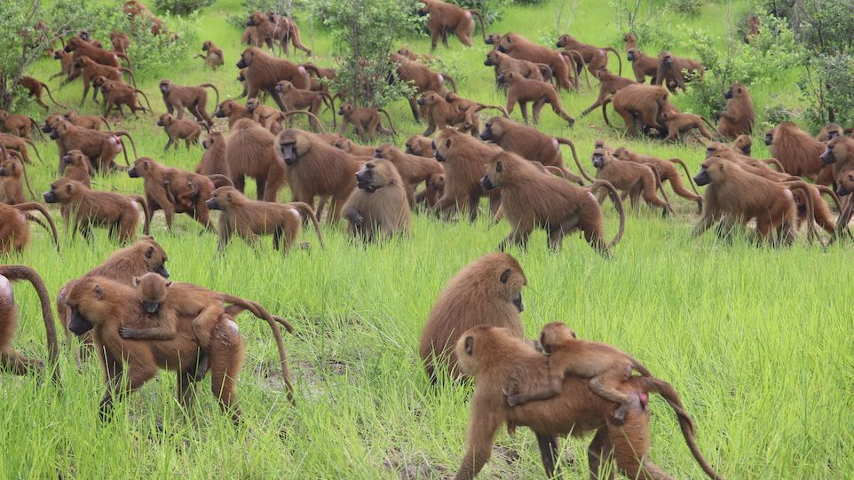A large group of baboons moving through grassy savanna