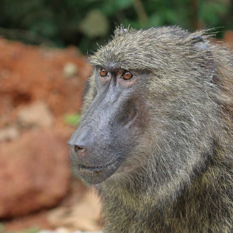 Close-up of an olive baboon showing its long muzzle and dark face