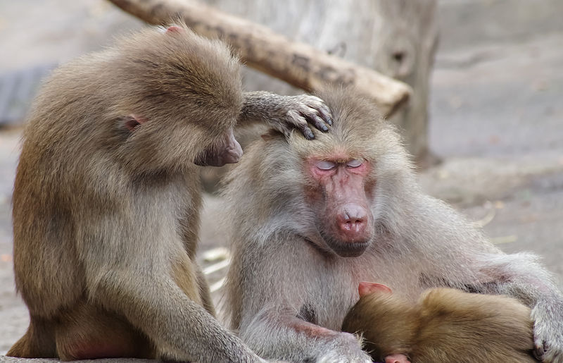 Hamadryas baboons together, showing differences between individuals