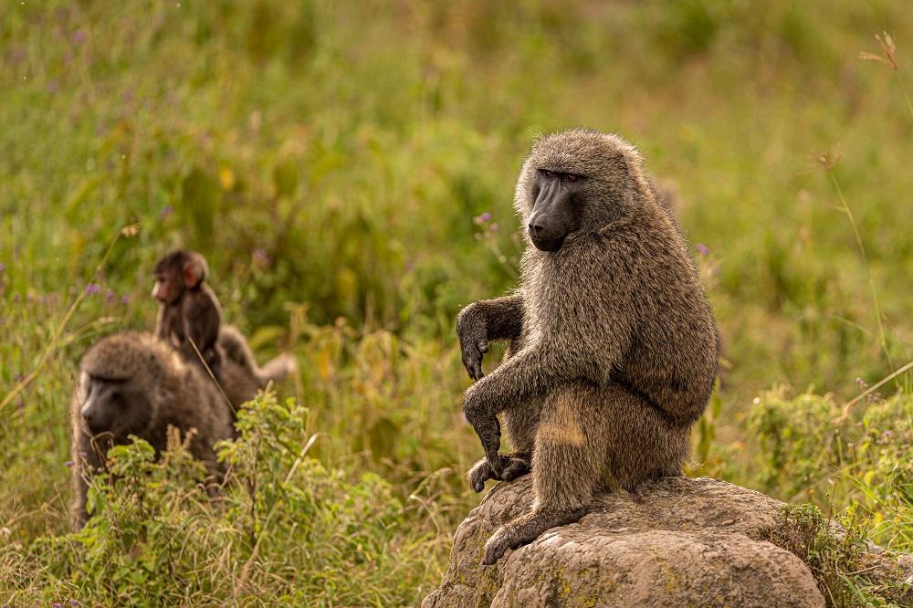 Baboon in an African savanna landscape with grassland and scattered trees