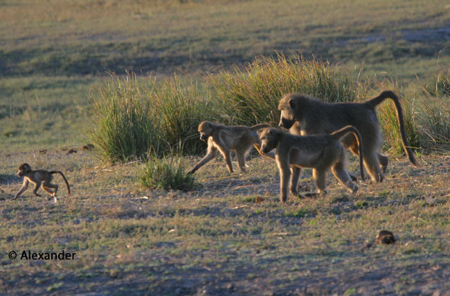 Baboons walking across open savanna ground