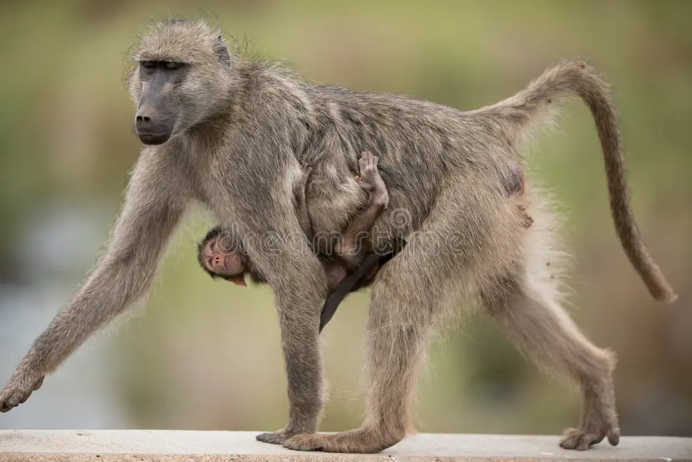 Baby baboon clinging to its mother's belly