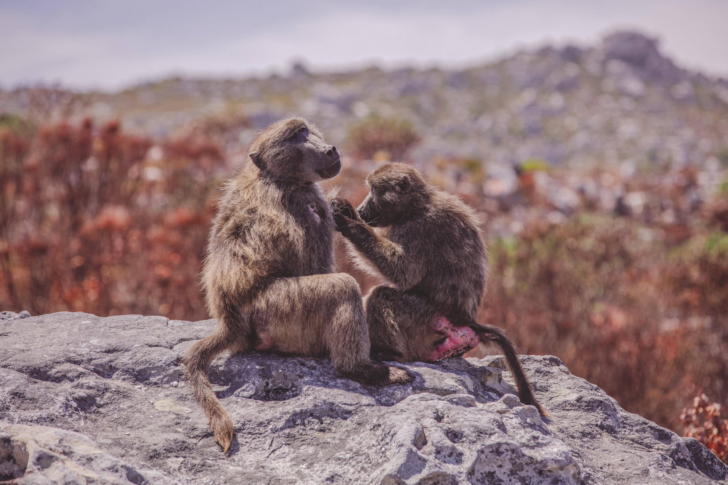 Two baboons grooming each other